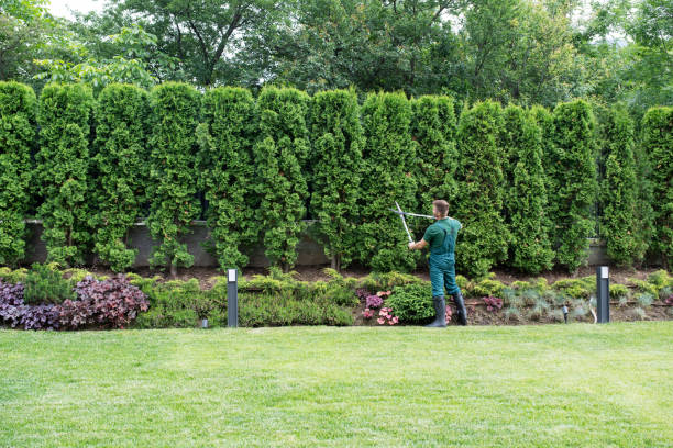 Best Tree and Shrub Care  in Fredonia, WI